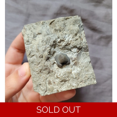 Rare Quality Cretaceous Age Ptychodus Shark Tooth Fossil In Matrix From Texas Rare Quality Cretaceous Age Ptychodus Shark Tooth Fossil In Matrix From Texas